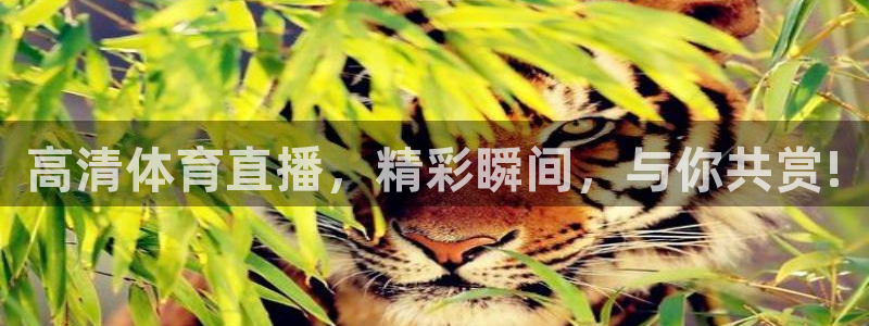 高清体育直播，精彩瞬间，与你共赏!